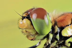 Odonate: Ruddy darter (Sympetrum sanguineum), female, mac
