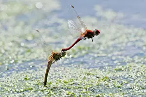 Odonate: Ruddy Darter (Sympetrum sanguineum), pair laying