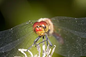 Sympetrum: Ruddy Darter (Sympetrum sanguineum) portrait in