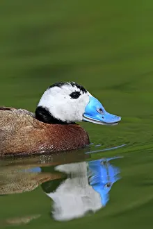 Oxyura: Ruddy Duck