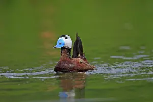 Oxyura: Ruddy Duck