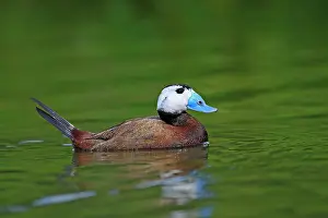 Oxyura: Ruddy Duck