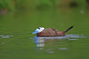 Oxyura: Ruddy Duck
