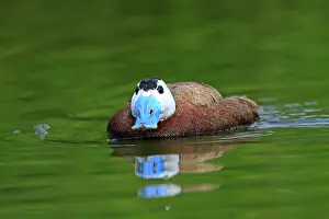 Oxyura: Ruddy Duck