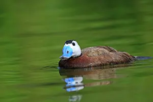 Oxyura: Ruddy Duck