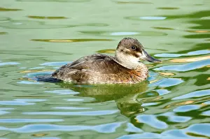 Jamaicensis: Ruddy Duck