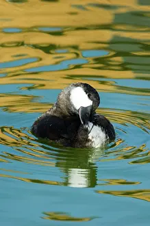 Jamaicensis: Ruddy Duck
