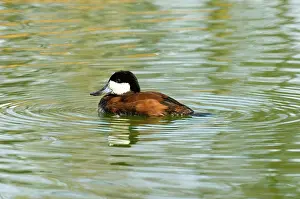 Jamaicensis: Ruddy Duck