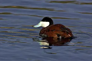 Sweetwater: Ruddy Duck