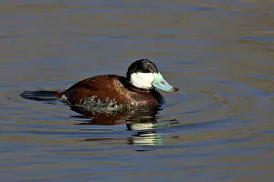 Sweetwater: Ruddy Duck