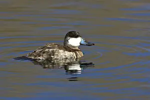 Sweetwater: Ruddy Duck