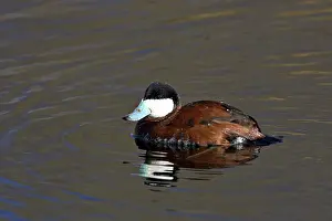 Sweetwater: Ruddy Duck
