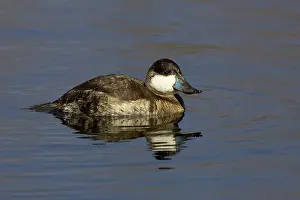 Sweetwater: Ruddy Duck
