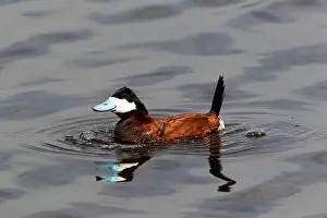 Escape: Ruddy Duck