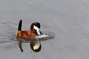 Jamaicensis: Ruddy Duck