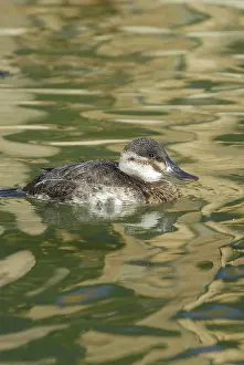 Jamaicensis: Ruddy Duck