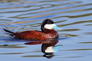 Oxyura: Ruddy Duck - adult male in breeding plumage