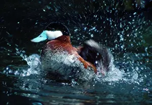 Oxyura: Ruddy DUCK - bathing, splashing in water