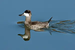 Jamaicensis: Ruddy Duck Drake