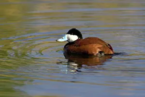 Jamaicensis: Ruddy Duck Drake