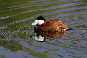 Jamaicensis: Ruddy Duck Drake