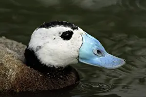 Oxyura: Ruddy Duck - drake, close-up study of head and bill