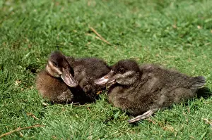Oxyura: Ruddy Duck - ducklings
