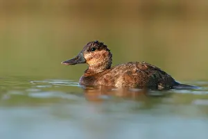 Oxyura: Ruddy Duck - Female