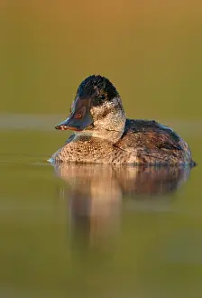Oxyura: Ruddy Duck - Female