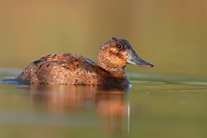 Oxyura: Ruddy Duck - Female