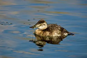 Jamaicensis: Ruddy Duck female
