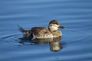 Oxyura: Ruddy Duck - female - January