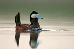 Oxyura: Ruddy Duck - Male