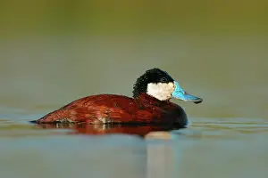 Oxyura: Ruddy Duck - Male