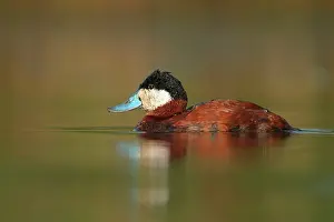 Oxyura: Ruddy Duck - Male