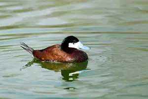 Jamaicensis: Ruddy Duck male