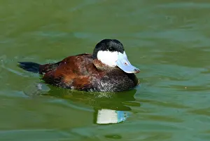 Jamaicensis: Ruddy Duck male