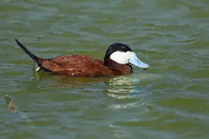 Ruddy: Ruddy Duck - male