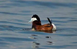 Oxyura: Ruddy Duck - Male doing a courtship display