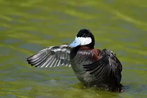Ruddy: Ruddy Duck - male flapping wings