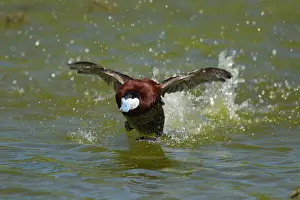 Ruddy: Ruddy Duck - male running display