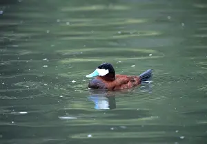Ruddy: RUDDY DUCK - male, on water