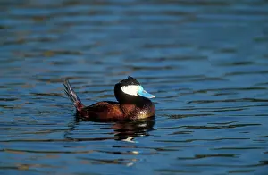 Oxyura: RUDDY DUCK - ON WATER