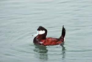 Ruddy: RUDDY DUCK - on water