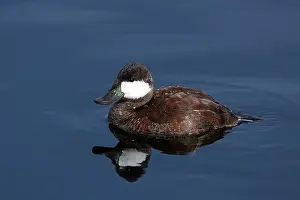 Fowl: Ruddy Duck Winter Drake