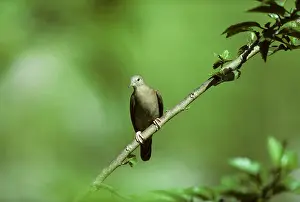 Columbina: Ruddy Ground Dove