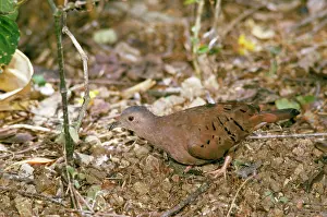 Gillean White: Ruddy Ground DOVE