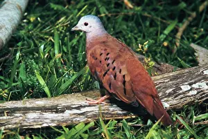 Columbina: Ruddy Ground Dove