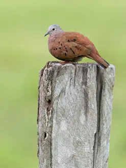 Piles: Ruddy Ground-dove (Columbina talpacoti), Panama