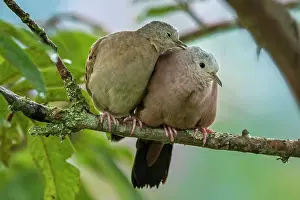 Cueva: Ruddy Ground Dove, male and female, Cueva de los